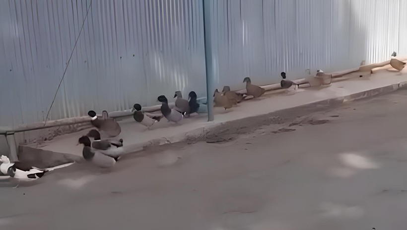 Ördeklerin Asker Marşı Tepkisi Dikkat Çekti