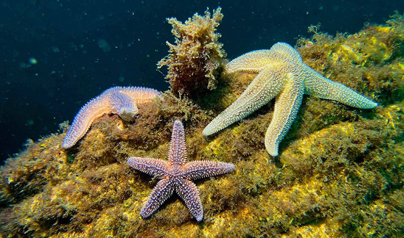 Marmara Denizi’ndeki Yapay Resiflerde Tür Çeşitliliği Yüzde 21 Arttı