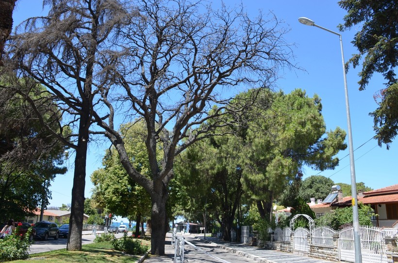 Sessiz Çığlık: Ören’in Ağaçları Bize Ne Anlatıyor?