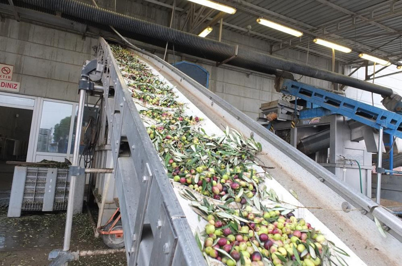 Burhaniye’de “Yok Yılı” Bereketi: Az Zeytin, Mükemmel Kalite! - 2. resim