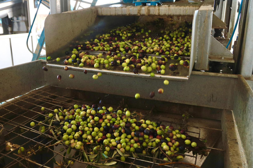 70 bin zeytin ağacında yeni sezon heyecanı başladı - 1. resim