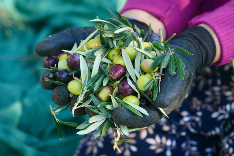70 bin zeytin ağacında yeni sezon heyecanı başladı - 2. resim
