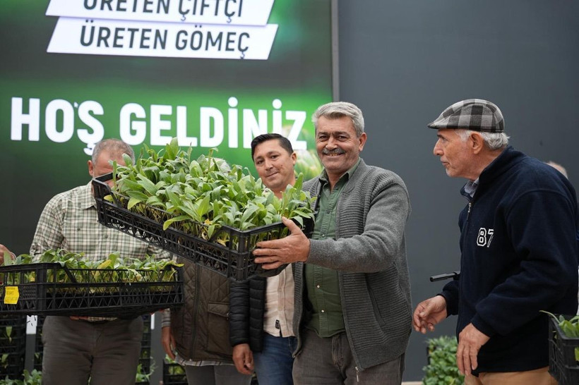 Gömeç’te 50 Bin Enginar Fidesi Dağıtıldı - Resim: 1