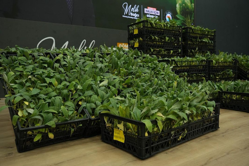 Gömeç’te 50 Bin Enginar Fidesi Dağıtıldı - Resim: 4