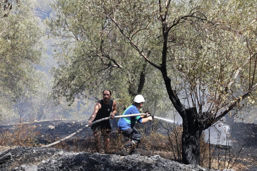 Zeytinlikte Yangın Çıktı! Havadan ve Karadan Müdahale 