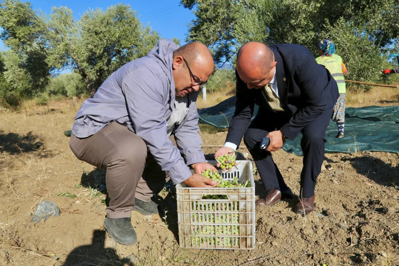 Edremit’te Zeytin Hasadı Başladı