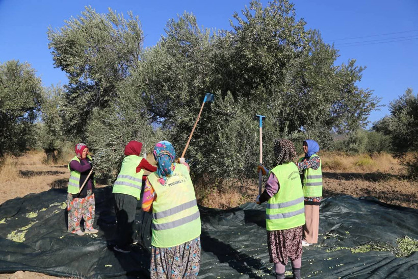 Edremit’te Zeytin Hasadı Başladı