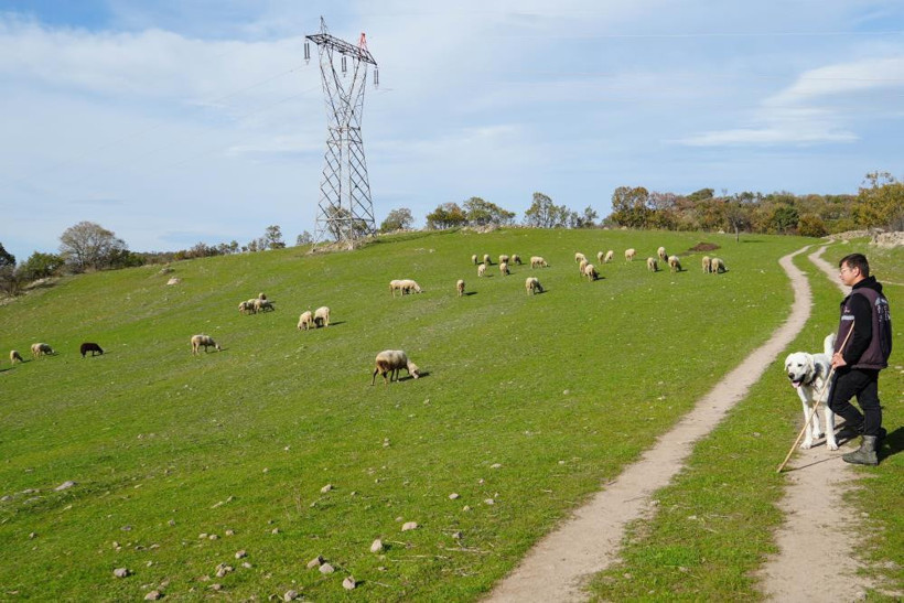 Mimarlığı Bıraktı, 10 Kuzu ile Başladı: ‘Küpeli Çoban’ın Sürpriz Başarısı!