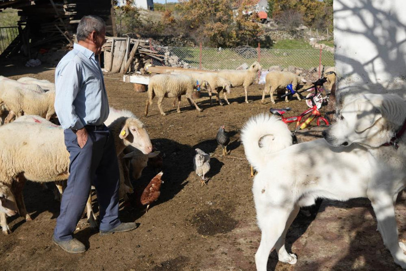 Mimarlığı Bıraktı, 10 Kuzu ile Başladı: ‘Küpeli Çoban’ın Sürpriz Başarısı!