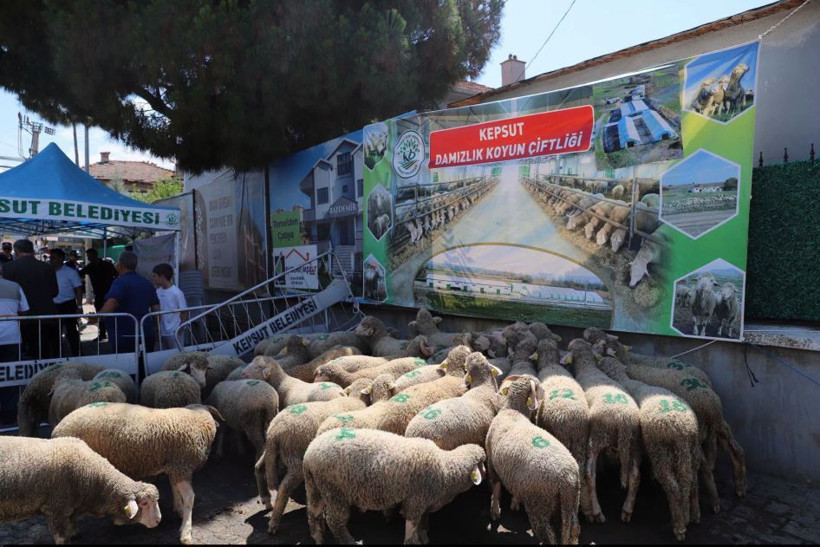 Kepsut Belediye Başkanı İsmail Cankul’dan 40 Üreticiye Ücretsiz Koç - Resim: 7