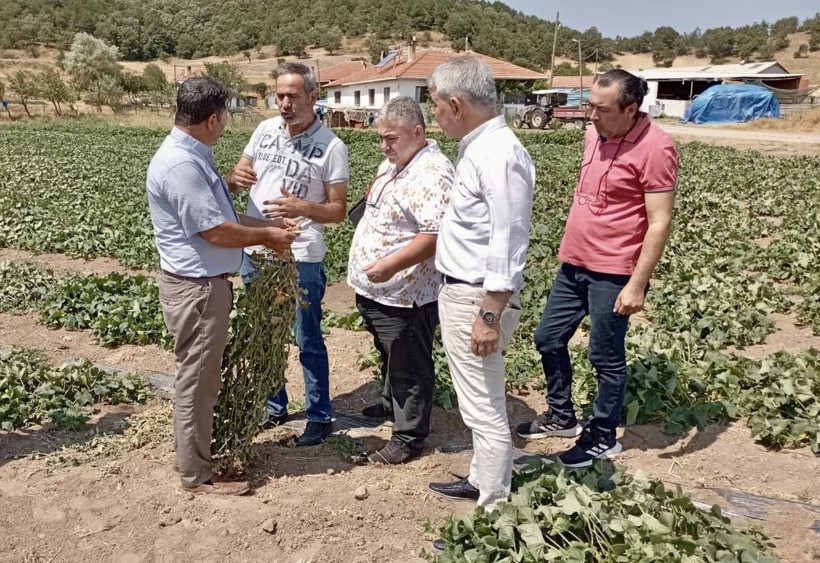  Sındırgı’da Kornişon Tarlalarındaki Sorun İçin Teknik İnceleme Başlatıldı