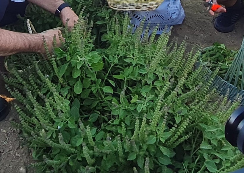  Aromaterapi Festivali’nde Doğal Şifa Aynısefa ve Hint Fesleğeni