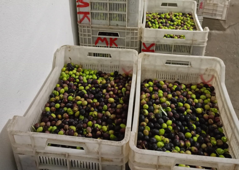 Edremit Körfezi’nde Zeytin Hasadı Başladı - 1. resim