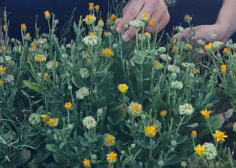  Aromaterapi Festivali’nde Doğal Şifa Aynısefa ve Hint Fesleğeni
