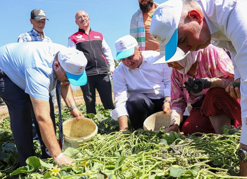 Sındırgı Kornişonunda Hasat Heyecanı! Vali Ustaoğlu Tarlaya İndi