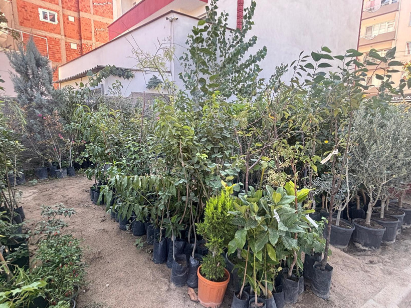 Balıkesir’de Fidancılığa İlgi Artıyor: “Fidanın Sırrı: Zeytin Her Yerde Olmaz!” - 4. resim