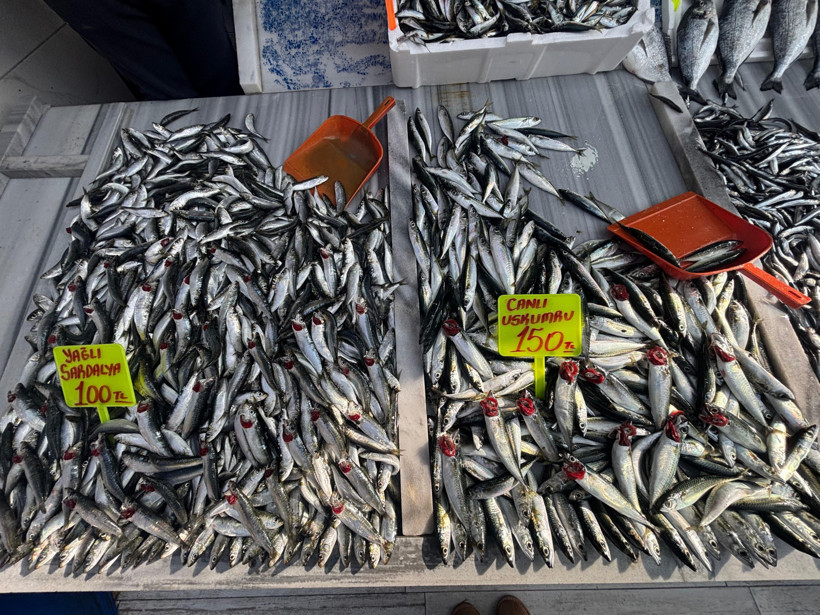 Balıkesir'de Kasımda Sardalya, Aralıkta Hamsi Bol