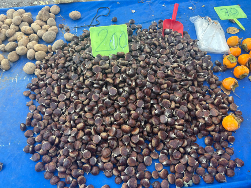 balıkesirde kestane sezonu açıldı