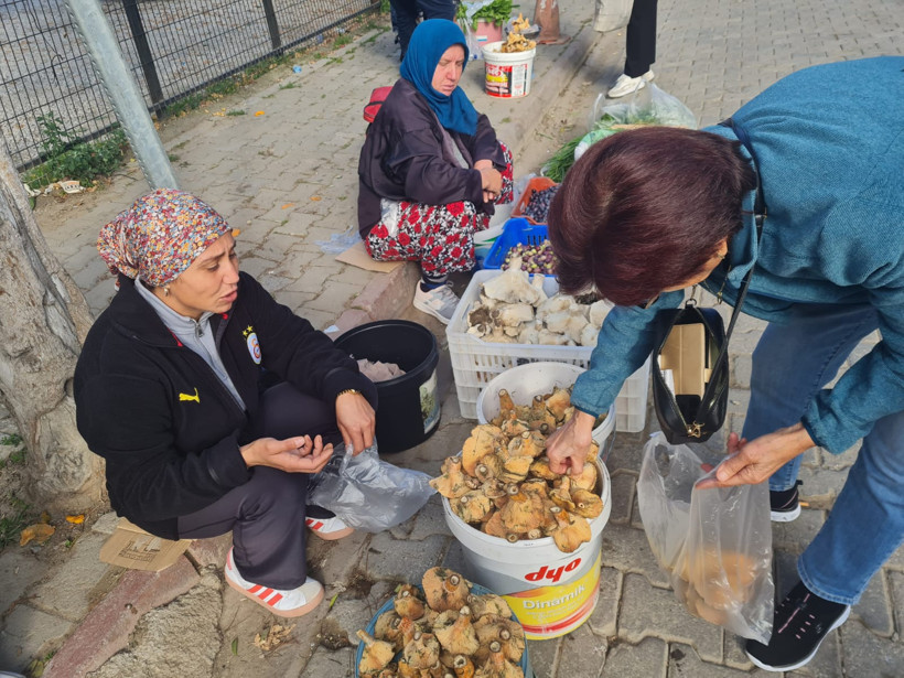 Edremit’te Melki Bereketi Başladı