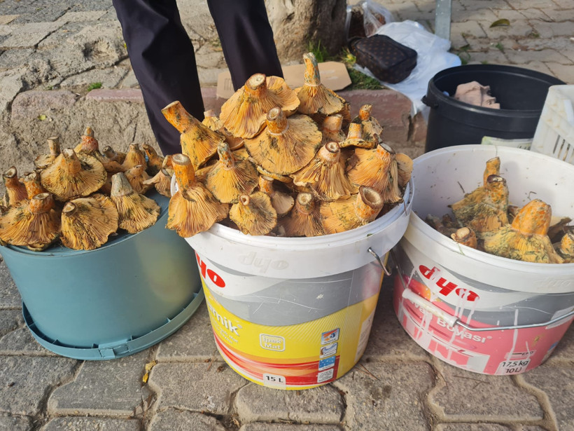 Edremit’te Melki Bereketi Başladı