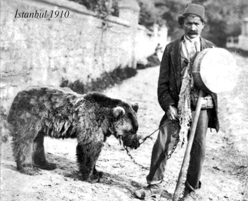 ayı