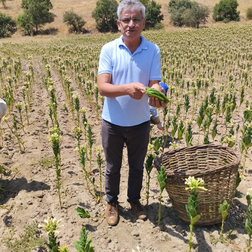 tarım