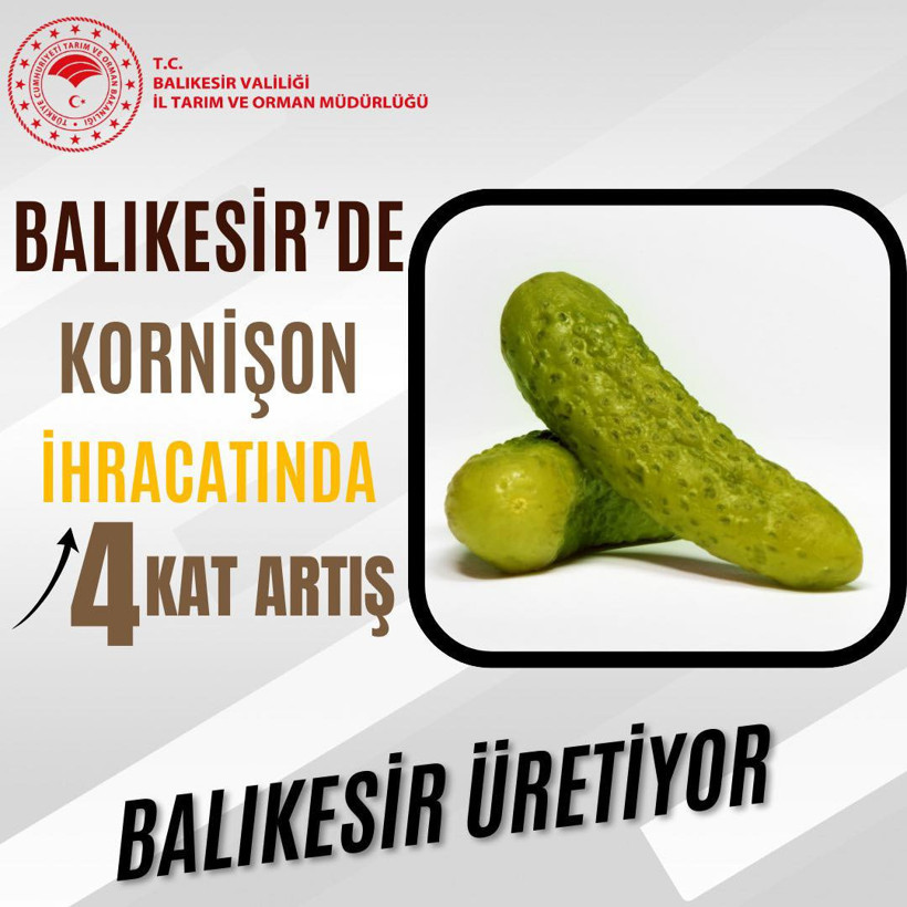 Balıkesir'den Avrupa'ya Kornişon Salatalık İhracatında 4 Kat Artış - 1. resim