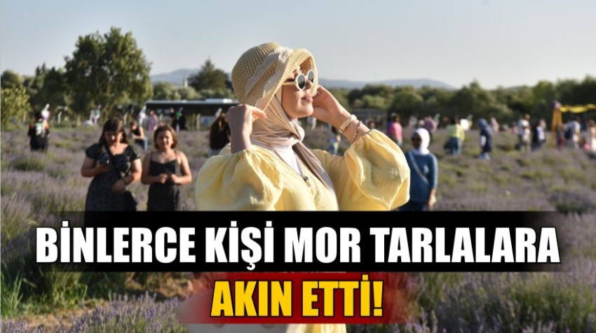 Binlerce Kişi Mor Tarlalara Akın Etti!