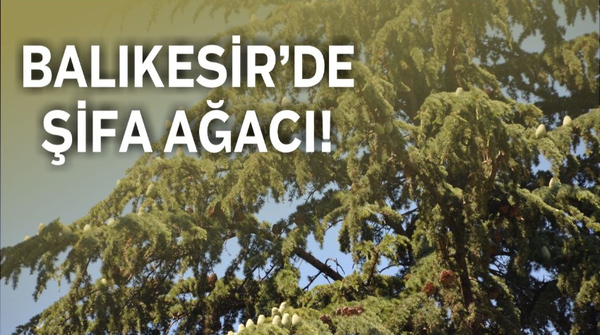 Altıeylül’deki Mezleği Ağacı Bilim Dünyasının Gündeminde