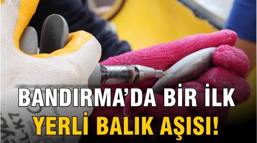 Bandırma’da Yerli Balık Aşısı Raflara Hazırlanıyor!