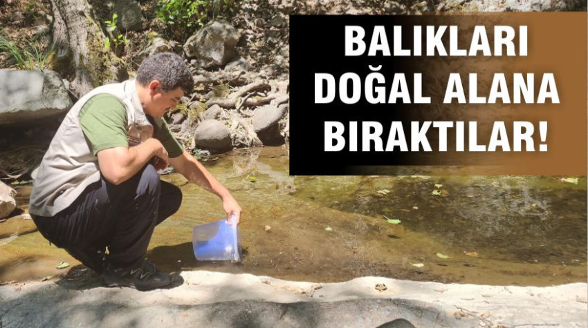 Bigadiç’te Doğal Alabalık Salımı Yapıldı