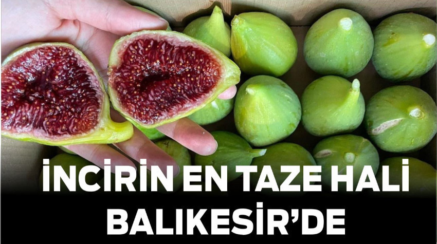 İncirin En Taze Hali Balıkesir’de