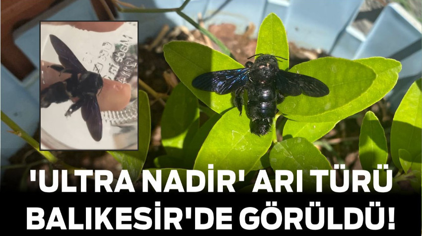 Dünyadaki 'Ultra Nadir' Arı Türü Balıkesir'de Görüldü!