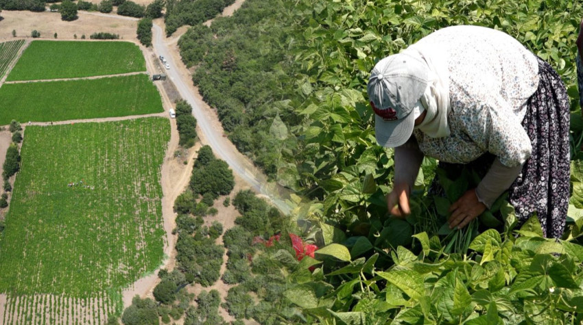 Büyükşehir’in dağıttığı tohumlar toprakla buluştu