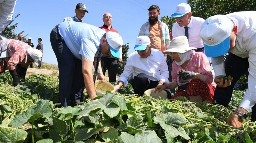Sındırgı Kornişonunda Hasat Heyecanı! Vali Ustaoğlu Tarlaya İndi