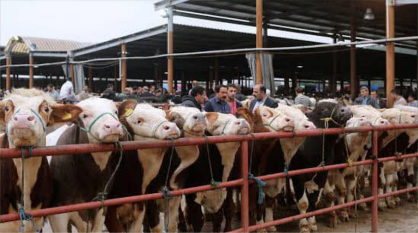 Balıkesir'de Hayvan Pazarı Kapalı Açılış Ağustos Sonu