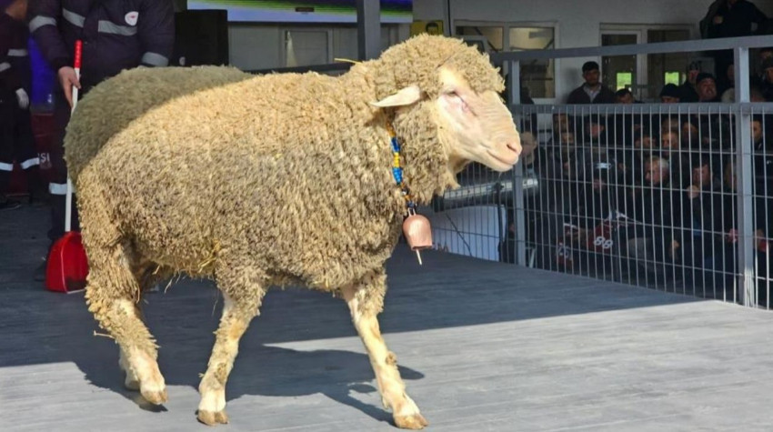 Damızlık Koçta 1 Milyonluk Rekor Satış