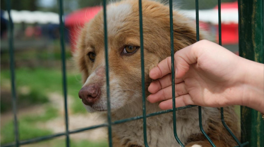 Can Dostlar İçin Büyük Destek: Altıeylül’e Türkiye’den Mama Yardımı