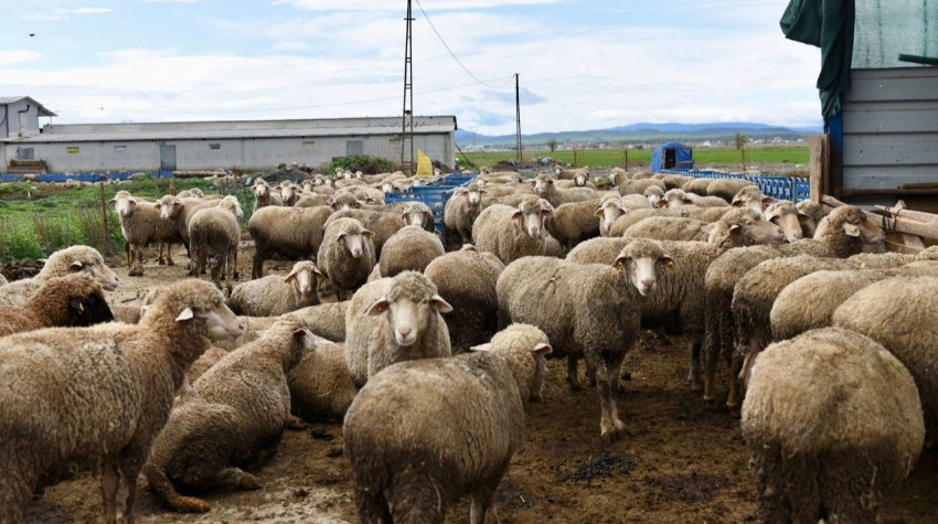 Balıkesir’de Küçükbaşa Destek