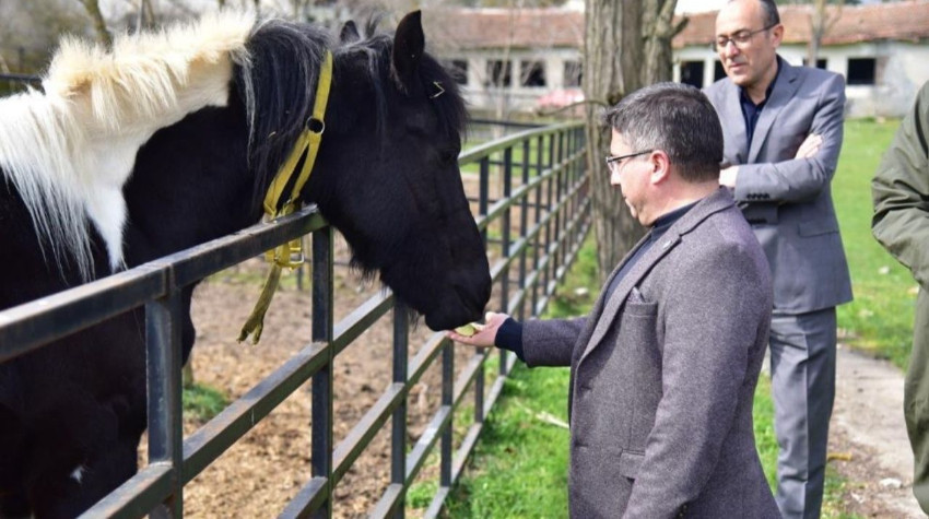 Balıkesir’de Türkiye’nin İlk Tüp Tayı “Balat” 2 Yaşında