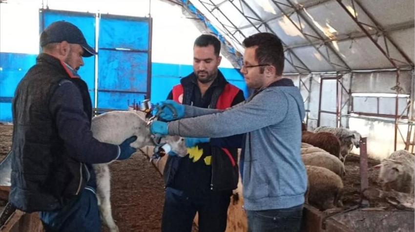 Balıkesir'in 9 Nisan 2026'da Küçükbaşa Aşılama Ve Küpeleme Çalışması