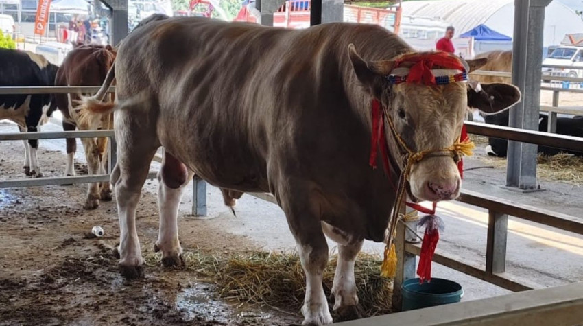 Balıkesir Hayvan Pazarı’nın Dev Kurbanlığı: 1 Ton 440 Kilo, 50 Ortak Aranıyor