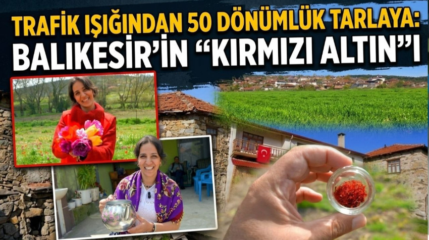 Trafik Işığından 50 Dönümlük Tarlaya: Balıkesir'in "Kırmızı Altın"ı