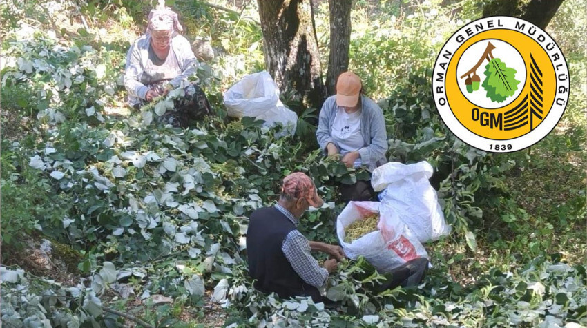 Balıkesir Susurluk’ta Ihlamur Hasadı Başladı